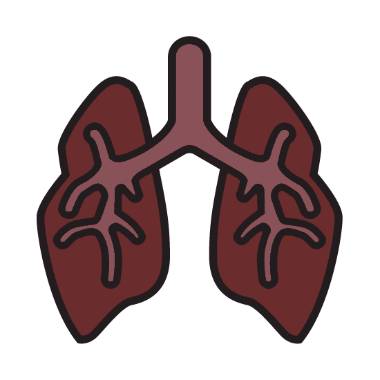 Lungs